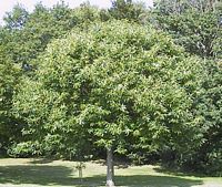 Châtaignier commun. Arbre. Cliquer pour agrandir l'image.
