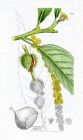 Châtaignier commun. Dessin d'identification. Cliquer pour agrandir l'image.