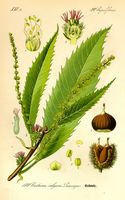 Châtaignier commun. Planche d'identification Thomé. Cliquer pour agrandir l'image.