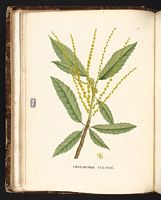 Châtaignier commun. Planche d'identification Saint-hilaire. Cliquer pour agrandir l'image.