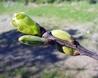 Châtaignier commun. Bourgeons. Cliquer pour agrandir l'image.