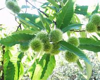 Châtaignier commun. Fruits. Cliquer pour agrandir l'image.