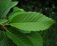 Châtaignier commun. Feuilles. Cliquer pour agrandir l'image.