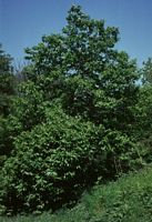 Châtaignier commun. Jeune plante. Cliquer pour agrandir l'image.