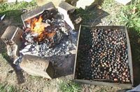 Châtaignier commun. Châtaignes grillées. Cliquer pour agrandir l'image.