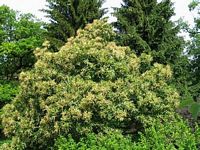 Châtaignier commun. Plante en fleurs. Cliquer pour agrandir l'image.