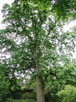 Châtaignier commun. Plante. Cliquer pour agrandir l'image.