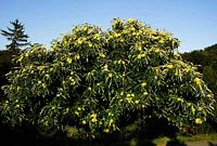 Châtaignier commun. Fruits sur plante. Cliquer pour agrandir l'image.
