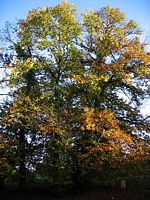 Châtaignier commun. Plante en automne. Cliquer pour agrandir l'image.