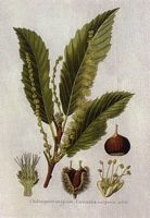 Châtaignier commun. Planche d'identification. Cliquer pour agrandir l'image.
