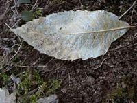 Châtaignier commun. Feuille morte. Cliquer pour agrandir l'image.