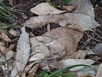 Châtaignier commun. Feuilles mortes. Cliquer pour agrandir l'image.