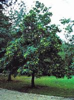 Châtaignier commun. Plante jeune. Cliquer pour agrandir l'image.