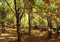 Châtaignier commun. Forêt. Cliquer pour agrandir l'image.