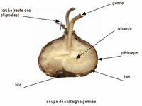 Châtaignier commun. Coupe châtaigne germée. Cliquer pour agrandir l'image.