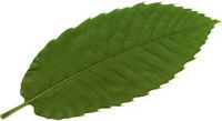 Châtaignier commun. Feuille. Cliquer pour agrandir l'image.