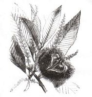 Châtaignier commun. Dessin. Cliquer pour agrandir l'image.