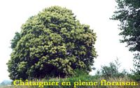 Châtaignier commun. Plante en fleur. Cliquer pour agrandir l'image.