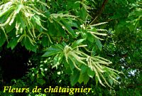 Châtaignier commun. Fleurs. Cliquer pour agrandir l'image.