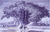 Châtaignier commun. Châtaignier des cent chevaux. Cliquer pour agrandir l'image.