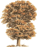 Chêne pédonculé. Dessin de la plante. Cliquer pour agrandir l'image.