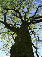 Chêne pédonculé. Plante. Cliquer pour agrandir l'image.