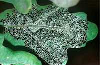 Chêne pédonculé. Feuille de chêne pédonculé rongée par les chenilles. Cliquer pour agrandir l'image.