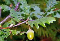 Chêne pédonculé. Fruit. Cliquer pour agrandir l'image.