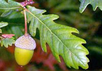 Chêne pédonculé. Fruit. Cliquer pour agrandir l'image.