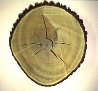Chêne pédonculé. Coupe d'un tronc. Cliquer pour agrandir l'image.