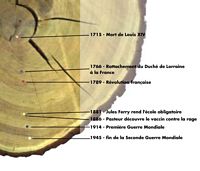 Chêne pédonculé. Longévité. Cliquer pour agrandir l'image.