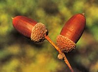 Chêne pédonculé. Fruits mûrs. Cliquer pour agrandir l'image.