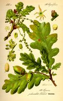 Chêne pédonculé. Planche d'identification. Cliquer pour agrandir l'image.