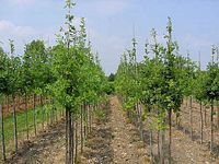 Chêne pédonculé. Plantation. Cliquer pour agrandir l'image.