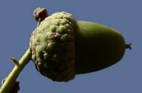 Chêne pédonculé. Fuit. Cliquer pour agrandir l'image.