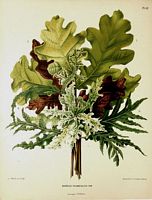 Chêne pédonculé. Dessin d'identification variétés. Cliquer pour agrandir l'image.