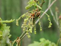 Chêne pédonculé. Fleurs. Cliquer pour agrandir l'image.