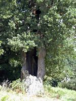 Chêne pédonculé. Tronc creux. Cliquer pour agrandir l'image.