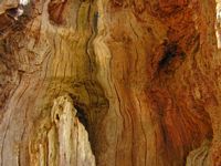 Chêne pédonculé. Intérieur tronc creux. Cliquer pour agrandir l'image.