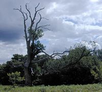 Chêne pédonculé. Arbre mourant. Cliquer pour agrandir l'image.