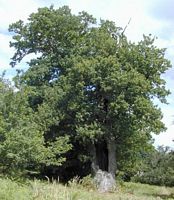 Chêne pédonculé. Vieil arbre. Cliquer pour agrandir l'image.