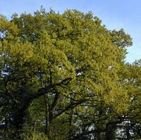 Chêne pédonculé. Arbre a chatons mâles. Cliquer pour agrandir l'image.