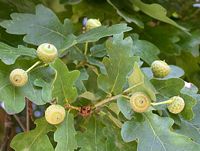 Chêne pédonculé. Fruits en formation. Cliquer pour agrandir l'image.
