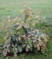Chêne pédonculé. Jeune plante. Cliquer pour agrandir l'image.