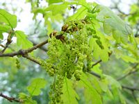 Chêne pédonculé. Fleurs. Cliquer pour agrandir l'image.