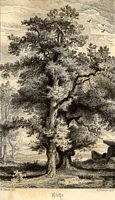 Chêne pédonculé. Gravure. Cliquer pour agrandir l'image.