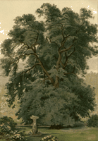 Chêne pédonculé. Peinture. Cliquer pour agrandir l'image.