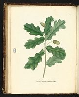Chêne pédonculé. Planche d'identification Saint-hilaire. Cliquer pour agrandir l'image.