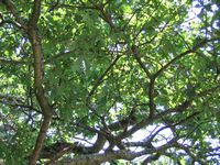 Chêne pédonculé. Branchage. Cliquer pour agrandir l'image.