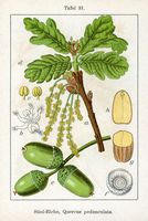 Chêne pédonculé. Planche d'identification. Cliquer pour agrandir l'image.